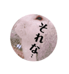 うさぎのリンク 日常使いに便利です（個別スタンプ：11）