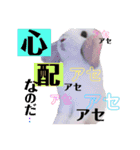 うさぎのリンク 日常使いに便利です（個別スタンプ：15）