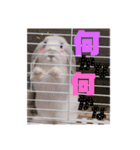 うさぎのリンク 日常使いに便利です（個別スタンプ：18）