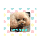 高橋家のモカ（個別スタンプ：8）