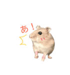 うちのハムたん ラテくん編（個別スタンプ：6）