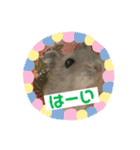 うちのハムたん ラテくん編（個別スタンプ：16）