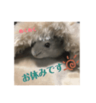 うちのハムたん ラテくん編（個別スタンプ：19）