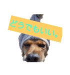 雑種のむーやんその3（個別スタンプ：1）