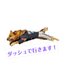 雑種のむーやんその3（個別スタンプ：2）
