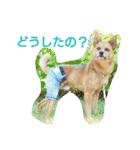 雑種のむーやんその3（個別スタンプ：10）