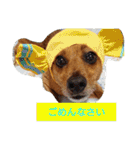 雑種のむーやんその3（個別スタンプ：12）