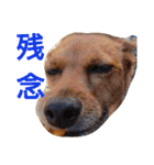 雑種のむーやんその3（個別スタンプ：14）