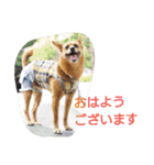雑種のむーやんその3（個別スタンプ：15）