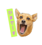 雑種のむーやんその3（個別スタンプ：18）