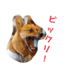 雑種のむーやんその3（個別スタンプ：19）