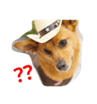 雑種のむーやんその3（個別スタンプ：20）