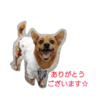 雑種のむーやんその3（個別スタンプ：24）