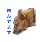 雑種のむーやんその3（個別スタンプ：28）