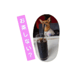 雑種のむーやんその3（個別スタンプ：29）