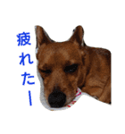 雑種のむーやんその3（個別スタンプ：32）