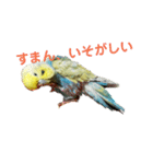 うちのとりくん（個別スタンプ：9）
