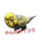 うちのとりくん（個別スタンプ：10）