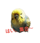 うちのとりくん（個別スタンプ：19）