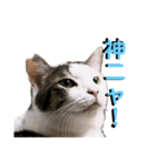 イケニャンの日常（個別スタンプ：6）