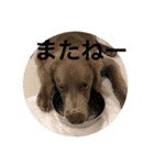 ワイマラナー ゴンペースタンプ（個別スタンプ：2）