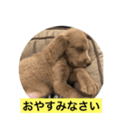 ワイマラナー ゴンペースタンプ（個別スタンプ：3）