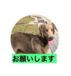 ワイマラナー ゴンペースタンプ（個別スタンプ：4）