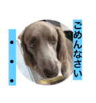 ワイマラナー ゴンペースタンプ（個別スタンプ：6）
