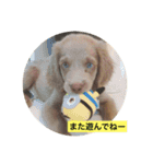 ワイマラナー ゴンペースタンプ（個別スタンプ：8）