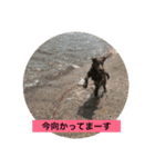ワイマラナー ゴンペースタンプ（個別スタンプ：11）