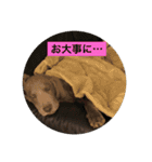 ワイマラナー ゴンペースタンプ（個別スタンプ：12）