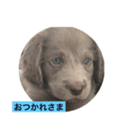 ワイマラナー ゴンペースタンプ（個別スタンプ：13）