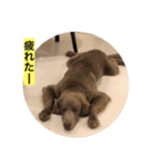 ワイマラナー ゴンペースタンプ（個別スタンプ：14）