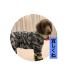 ワイマラナー ゴンペースタンプ（個別スタンプ：15）