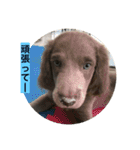 ワイマラナー ゴンペースタンプ（個別スタンプ：16）