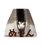 フクロモモンガ・詩の毎日（個別スタンプ：8）
