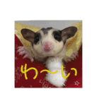 フクロモモンガ・詩の毎日（個別スタンプ：9）