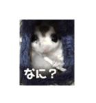 フクロモモンガ・詩の毎日（個別スタンプ：10）