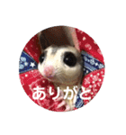 フクロモモンガ・詩の毎日（個別スタンプ：12）
