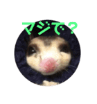 フクロモモンガ・詩の毎日（個別スタンプ：13）