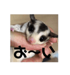 フクロモモンガ・詩の毎日（個別スタンプ：14）