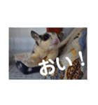 フクロモモンガ・詩の毎日（個別スタンプ：15）