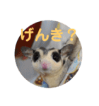 フクロモモンガ・詩の毎日（個別スタンプ：16）