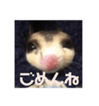 フクロモモンガ・詩の毎日（個別スタンプ：20）