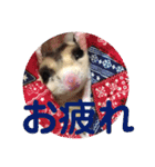 フクロモモンガ・詩の毎日（個別スタンプ：24）