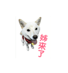 私の名前は丸米財です。（個別スタンプ：1）