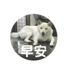私の名前は丸米財です。（個別スタンプ：5）