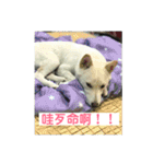 私の名前は丸米財です。（個別スタンプ：8）