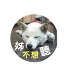 私の名前は丸米財です。（個別スタンプ：15）