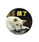 私の名前は丸米財です。（個別スタンプ：19）